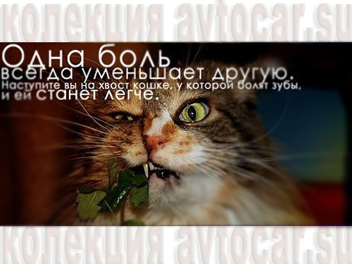 Цитата - боль