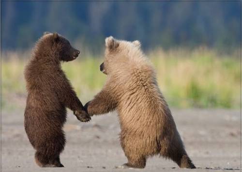 Два медведя