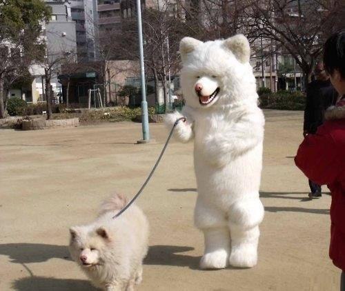 Собака