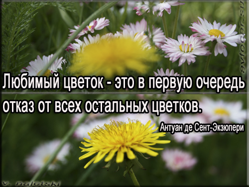 цветок афоризмы