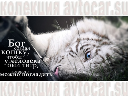 любить кошку