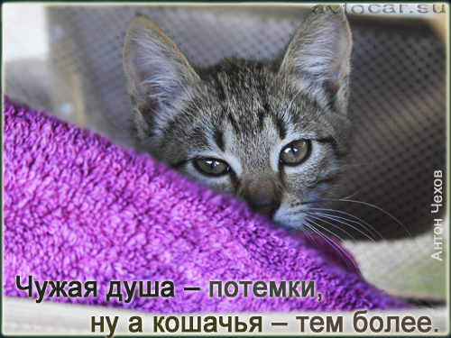 кошачья душа