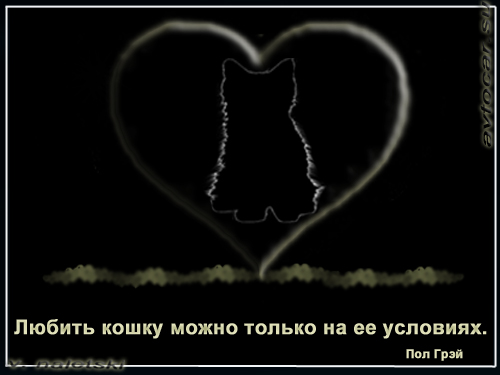 любить кошку