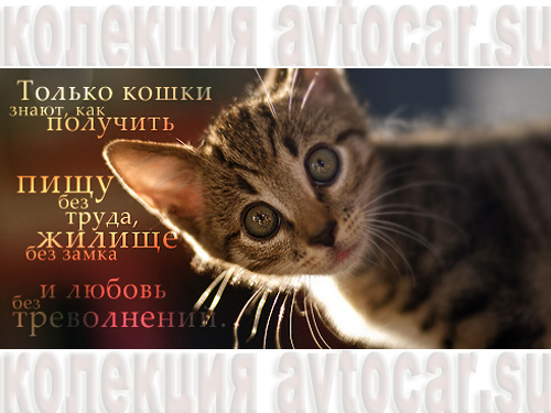 кошки знают