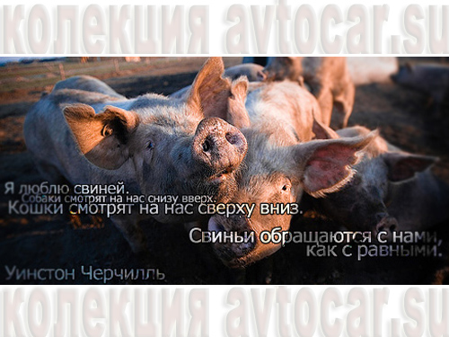 я люблю свиней