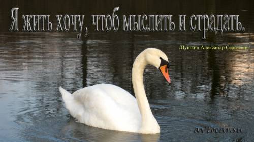 афоризм на фото: желание жить
