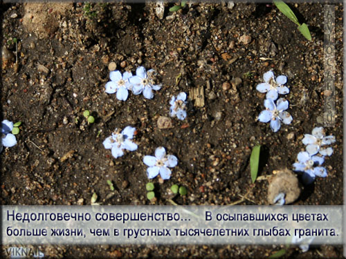 Совершенство в фото афоризмах