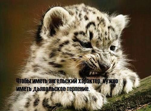 Цитаты в картинках - терпение