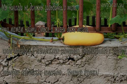 афоризм: поиск змысла жизни